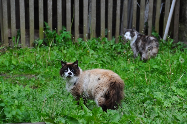 2匹の田舎の猫が緑の芝生の上を外を歩いています。