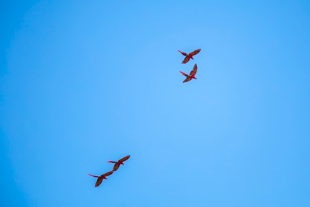 Two couples of Macaws flying in Copan Ruinas temples