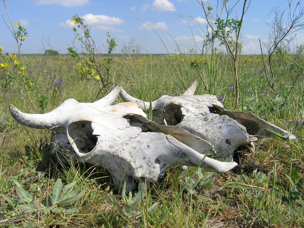 Photo two cow skulls on grass