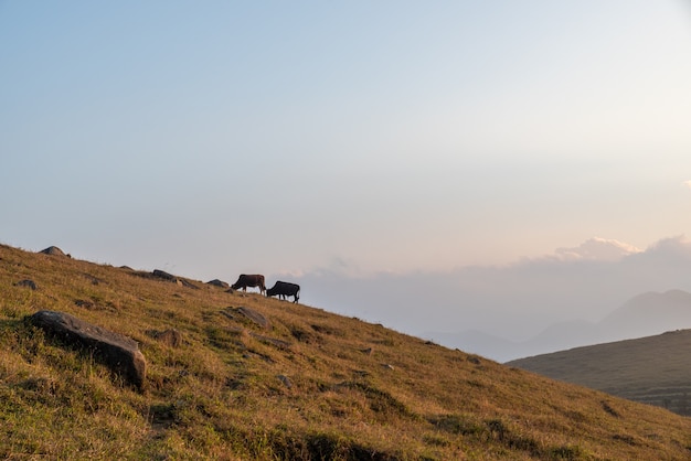 Two cows is on the withered grassland