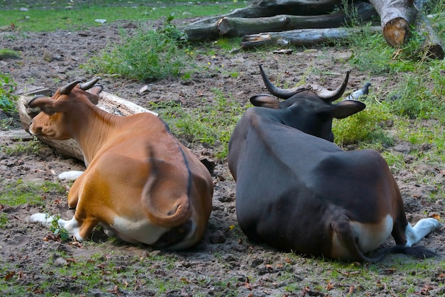 Two cows lie on the grass Rural background Pets