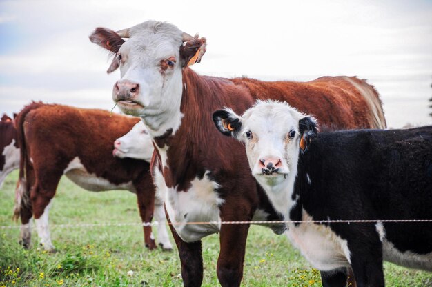 Two cows look straight ahead behind a grazing line