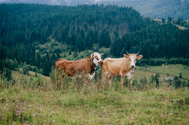 Two cows pasturing in mountains.