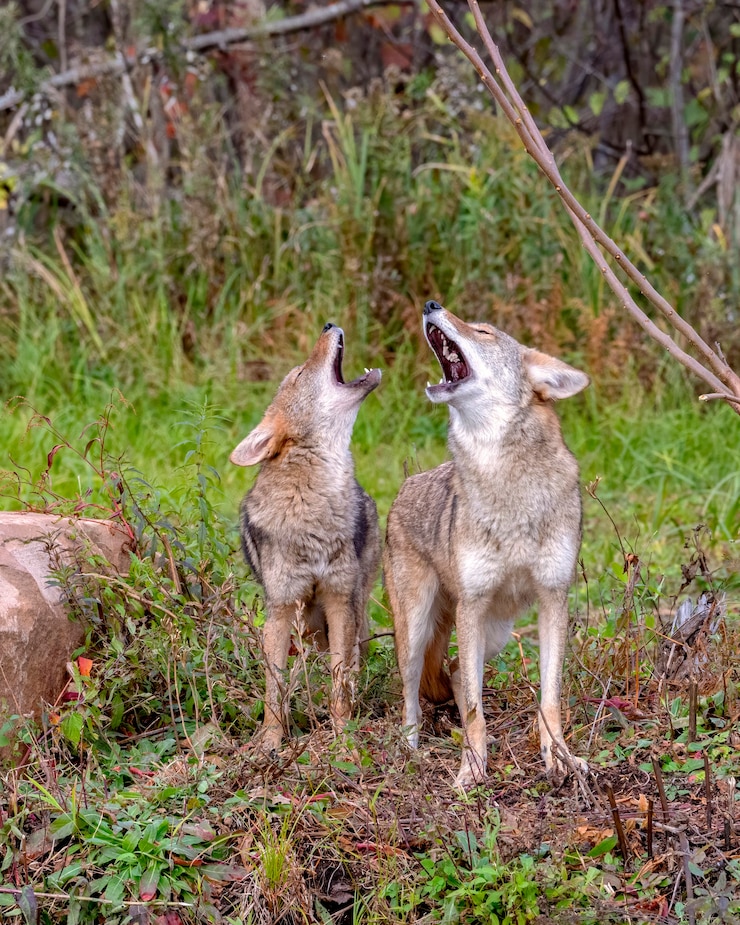 फोटो two coyotes howling together in the woods