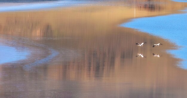 Foto due gru volano su un lago nella natura. gli uccelli si riflettono nell'acqua.