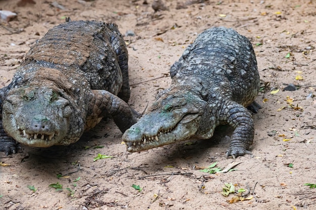 並んで歩く2匹のワニ