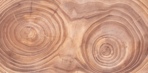 two cross sections of a cut of a tree