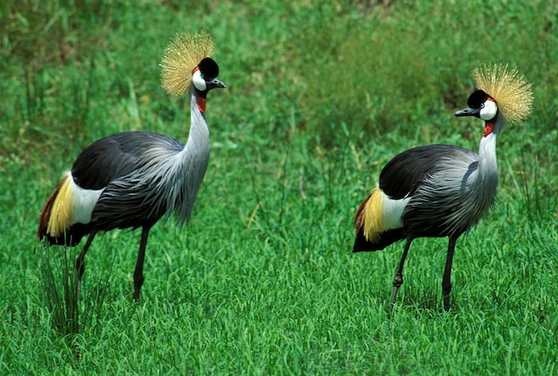 Фото Два венценосных журавля balearica regulorum masai mara кения