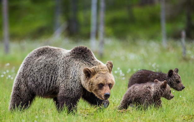 Two cubs play with each other next to the she-bear