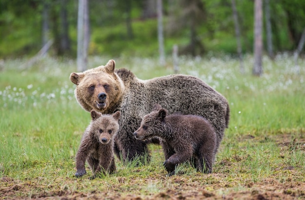 Two cubs play with each other next to the she-bear