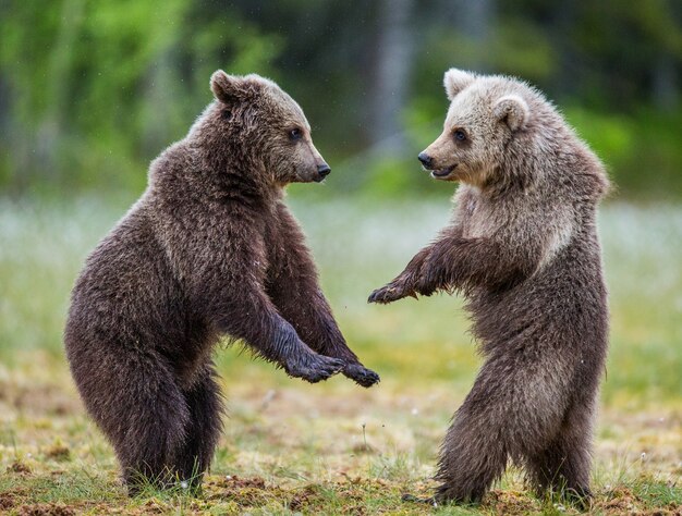 Two cubs play with each other