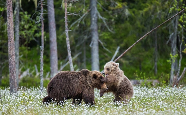 Two cubs play with each other