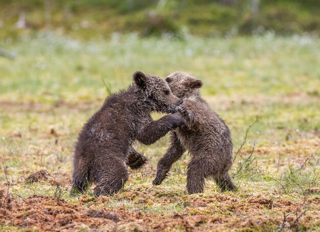 Two cubs play with each other