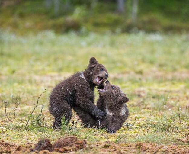 Two cubs play with each other