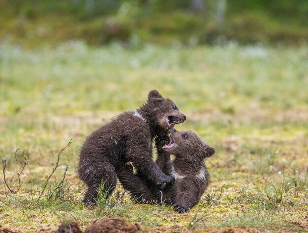 Two cubs play with each other