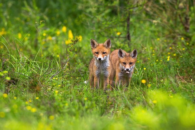 Two cubs of red fox standing in the forest.