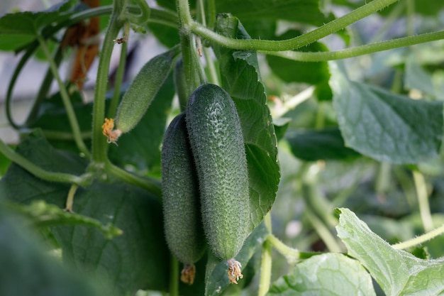 two cucumbers on a bed in the garden