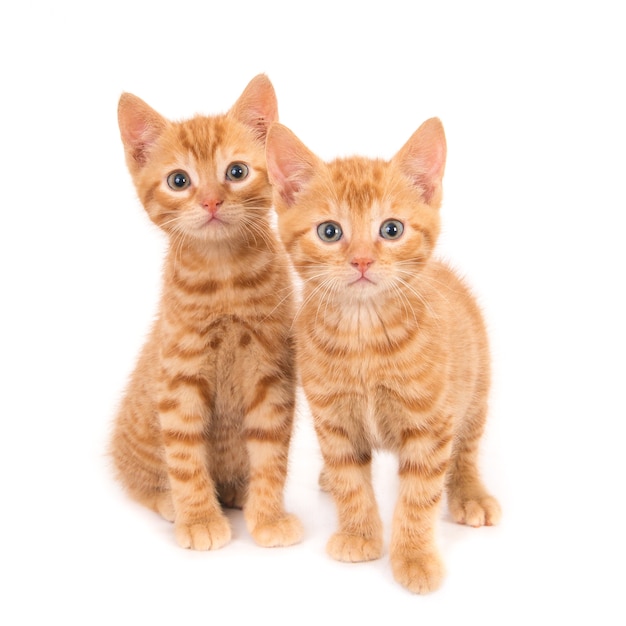 Two curious ginger kittens.