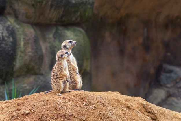 2人の好奇心旺盛なミーアキャットが砂浜の丘の上に後ろ足で立って目をそらします。