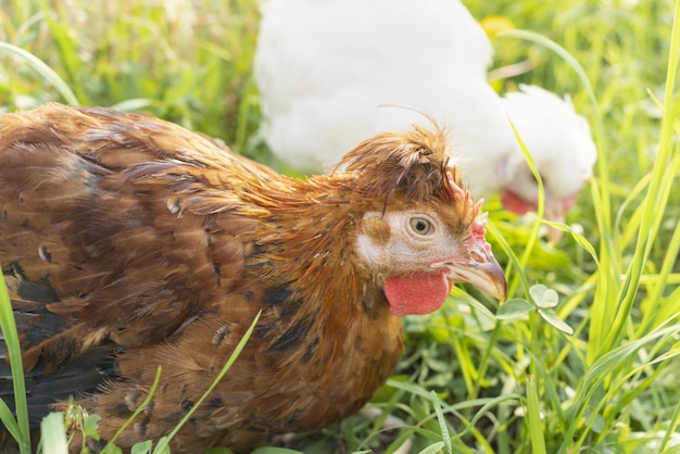 2羽のかわいい茶色と白の鶏が農場で放牧し、晴れた日の養鶏場で草をかじる