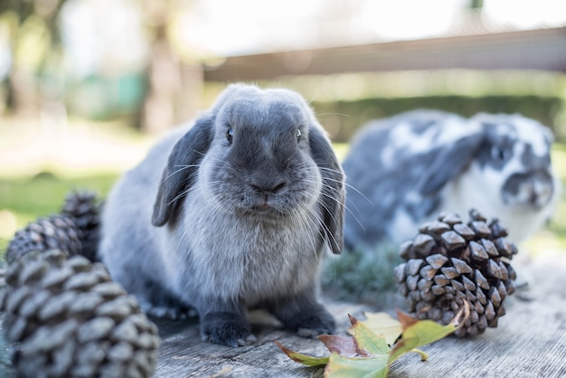 Two cute bunnies pet walking on a wooden table with pines outdoor 