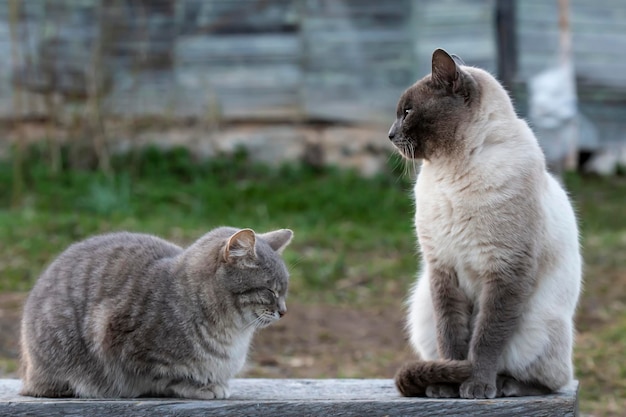 2匹のかわいい猫が木製のベンチに座っています。1匹は寝ています。もう1匹は横を向いています。