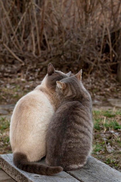 Two cute cats kiss while sitting next to a wooden bench in the countryside