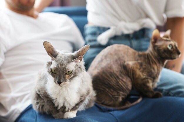 Two cute cats sitting on their owners hands at home