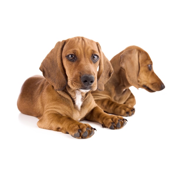 Two cute Dachshund Puppies Isolated