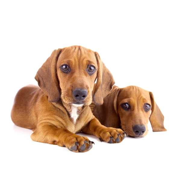 Two cute Dachshund Puppies sitting Isolated