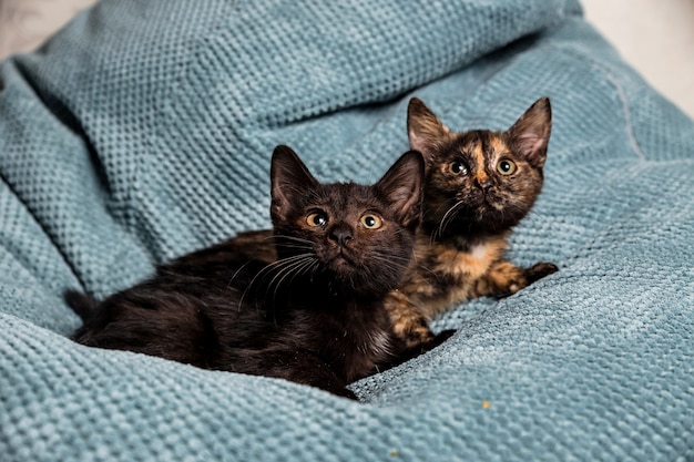 ソファの上の2つのかわいい暗い子猫