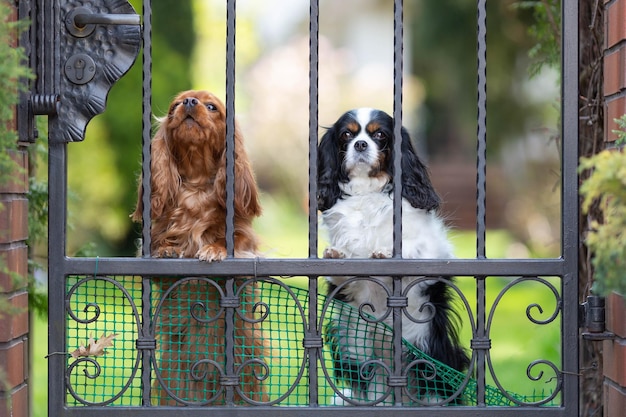 閉じた門の後ろにいる2匹のかわいい犬