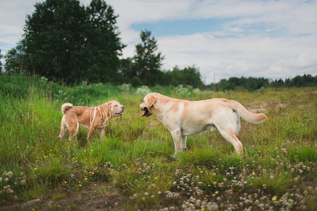 Two cute dogs, golden golden labrador and Shar pei , getting to know and greeting each other by sniffing