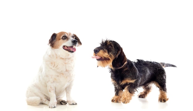 白い背景で隔離の2匹のかわいい犬