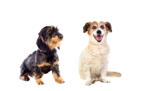 Two cute dogs isolated on a white background