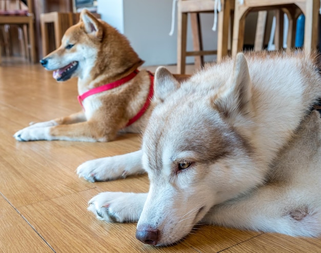 Two cute dogs lay on floor