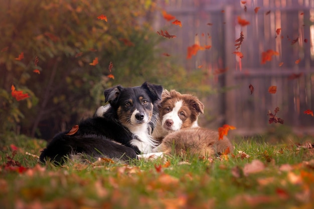 Two cute dogs lie on the grass in the garden in autumn