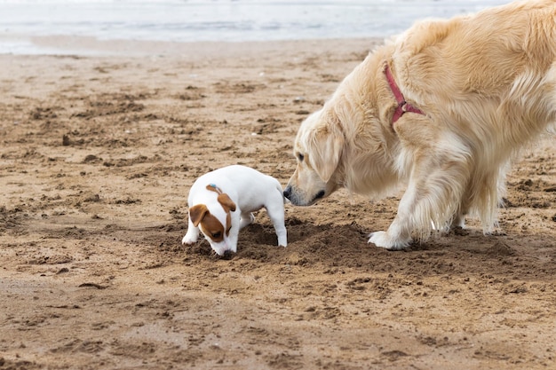 Две милые собаки играют на пляже