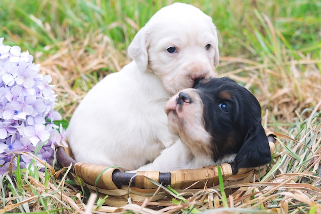 Two cute English setter puppies in a wooden basket with grass bottom. Copy space.