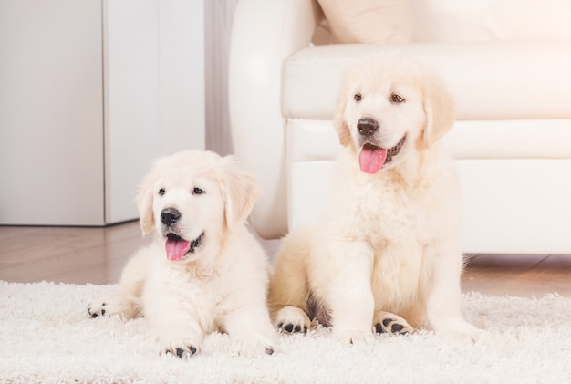 Two cute fluffy retriever breed puppies at home