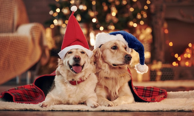 Foto due simpatici golden retriever insieme a casa per festeggiare il nuovo anno