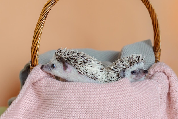 Two cute hedgehogs are sitting in basket portrait