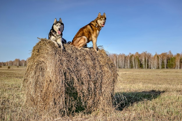 晴れた日のコピー スペースで干し草の山に 2 つのかわいいハスキー犬