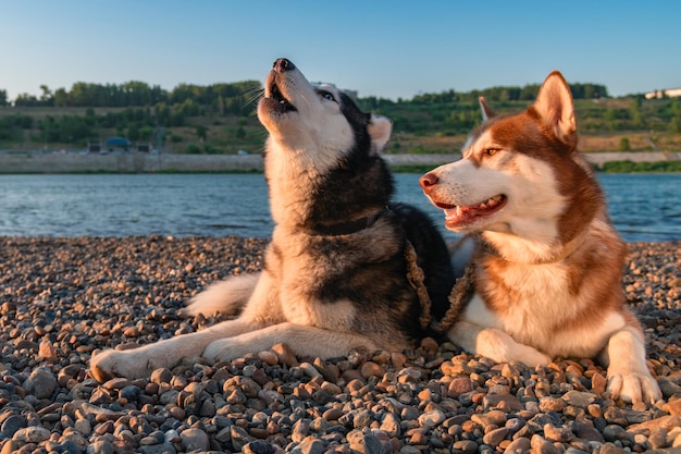 2匹のかわいいハスキー犬が銃口を上向きに上げて吠える