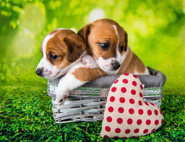 Two cute jack russell terrier puppies sitting in an Easter wicker basket