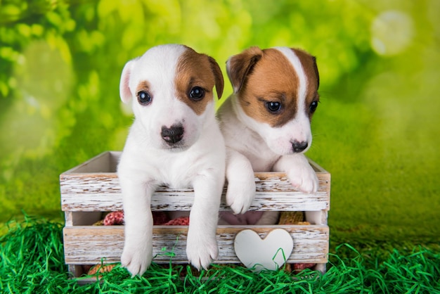 Photo two cute jack russell terrier puppies sitting in an easter wooden box