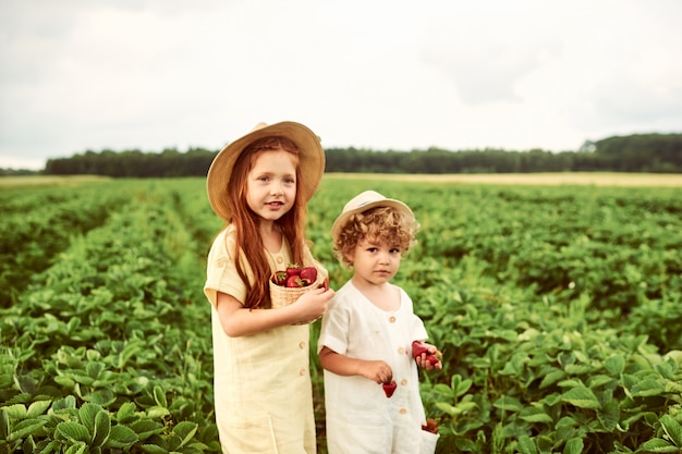 Two cute kids boy and girl harvesting strawberries in the field and having fun