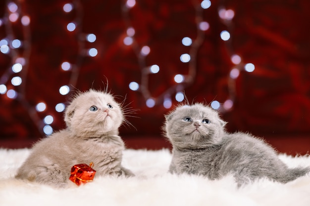 Two cute kittens sitting on the white fur