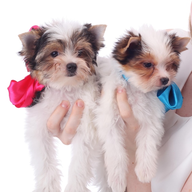 Two cute little beaver puppies, white background