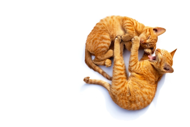 Two cute little cats,  sleeping and yawning on a white surface.